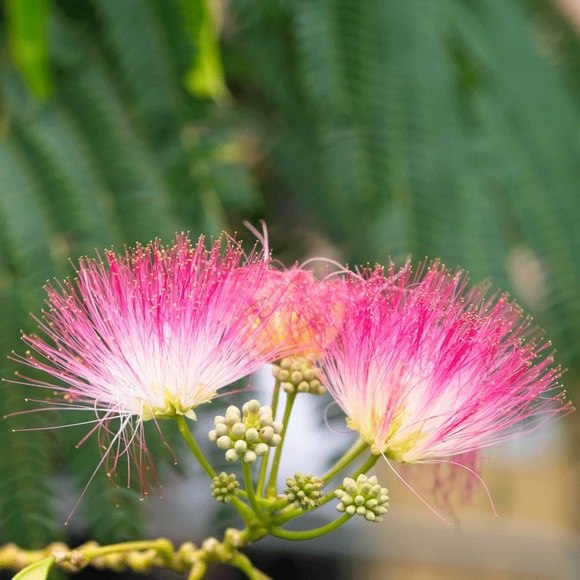 Mimosa Tree 25 Seeds - Picture 3 of 8